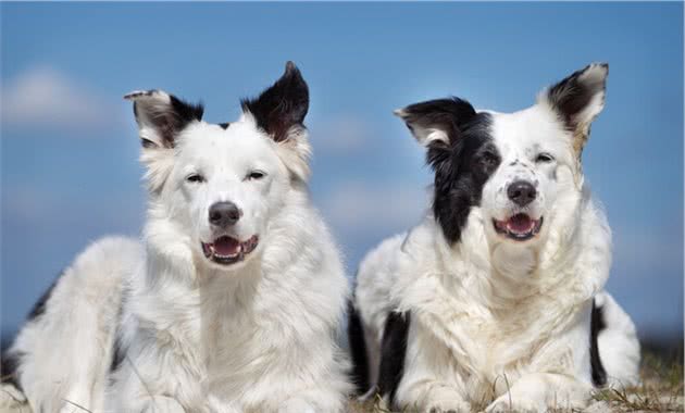 世界犬种智商排行榜第六位喜乐蒂牧羊犬