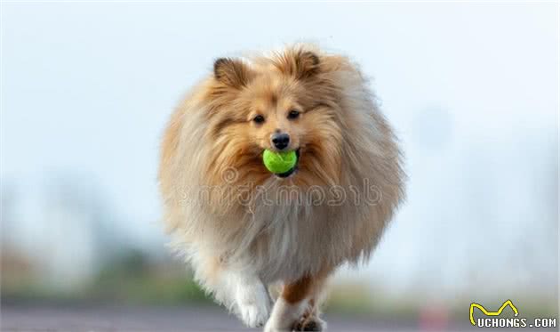 世界犬种智商排行榜第六位喜乐蒂牧羊犬