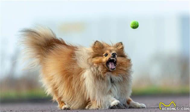 世界犬种智商排行榜第六位喜乐蒂牧羊犬