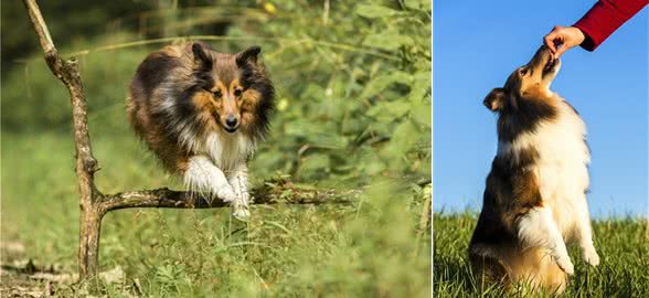 世界犬种智商排行榜第六位喜乐蒂牧羊犬