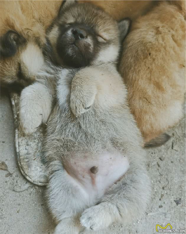 狗狗一天都在睡觉，睡姿有多种，你知道哪种是信任主人的吗？