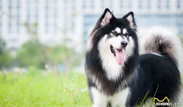 训狗新手必看！阿拉斯加犬怎么训练让它听话服从？