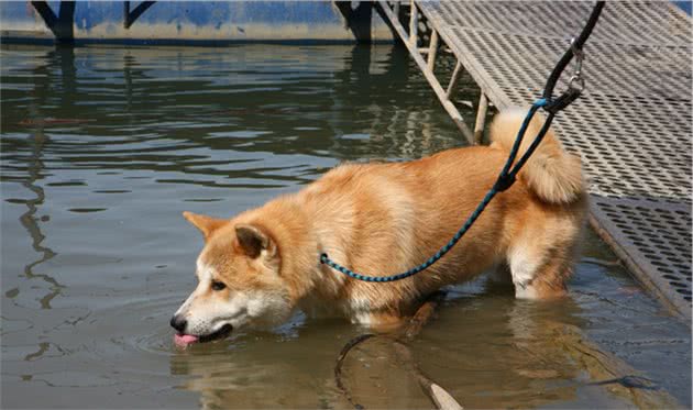 这5种水，能给狗狗多喝，对它身体有好处