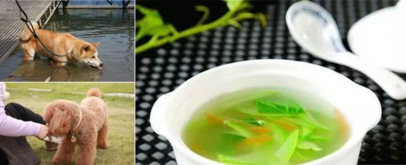 这5种水，能给狗狗多喝，对它身体有好处