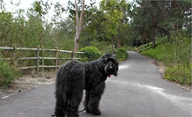 谁说大型犬不能居家喂养！这5种狗狗体型虽大却温柔，肯定不拆家