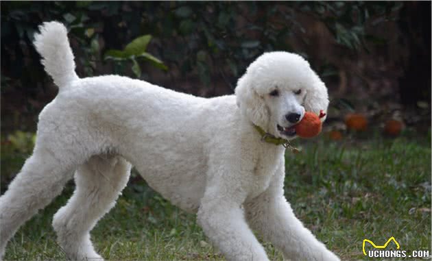 谁说大型犬不能居家喂养！这5种狗狗体型虽大却温柔，肯定不拆家