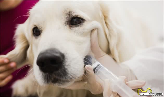 什么是犬心脏骤停？犬心脏骤停可能是哪些原因引起的？