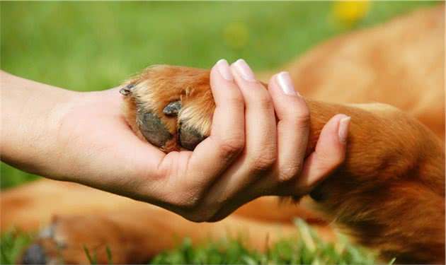 什么是犬心脏骤停？犬心脏骤停可能是哪些原因引起的？