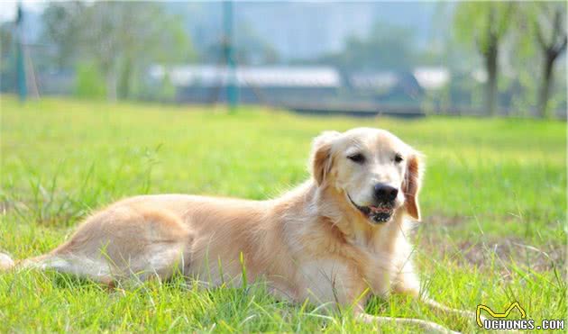 什么是犬心脏骤停？犬心脏骤停可能是哪些原因引起的？