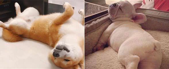 7种看似不起眼的狗狗睡姿，却有这么多含义，你家狗是怎么睡的？