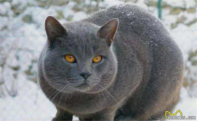 世界三大蓝猫，你肯定一种都没见过