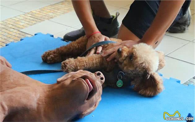 主人需知：爱犬受伤不可用袜子包扎！学会正确急救，避免二次伤害