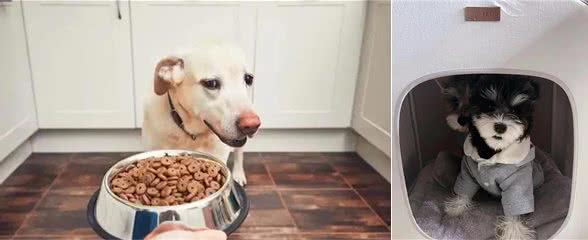 狗狗挑食、厌食怎么办？哪些因素会导致狗狗挑食厌食？