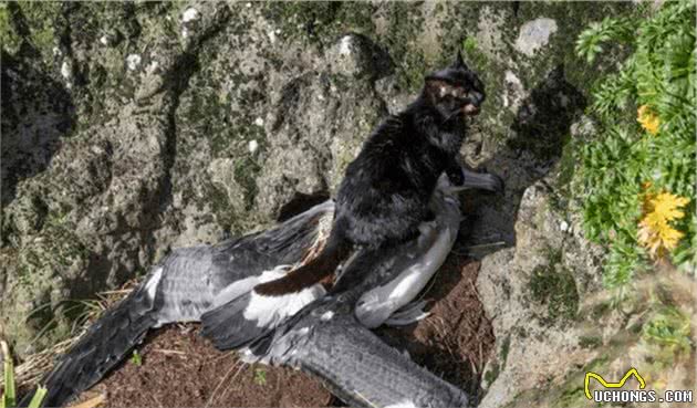 国外这个地方，有人喂养“猎猫犬”，不少猫咪被消灭，却做得对