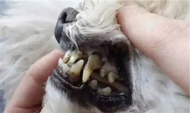 养狗如养娃，狗狗患上这些疾病，主人要懂得如何解决