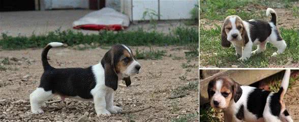 你能分得清比格和巴吉度犬吗？
