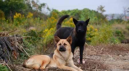 中华田园犬是全世界狗的老祖宗-狗的驯化和起源