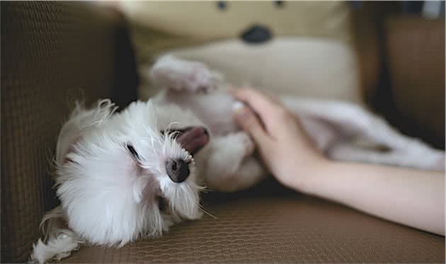 狗狗不说话，但它会通过这5个动作，向狗主人求救