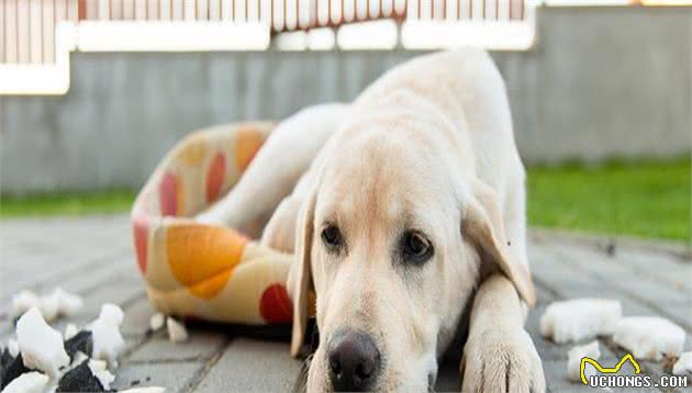 这是你所了解的世界名犬拉布拉多吗？这也差太多了