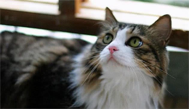 这样养挪威森林猫，简直是在“害猫”，你错了几个？
