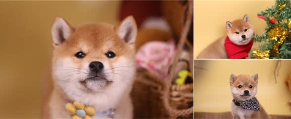 如何为柴犬选择狗粮？吃什么狗粮能长胖？