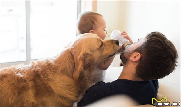 金毛犬换牙期注意事项，不要等牙都坏掉了，才去管！