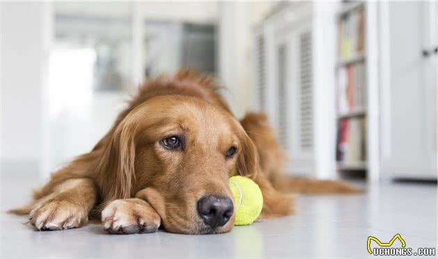 金毛犬换牙期注意事项，不要等牙都坏掉了，才去管！