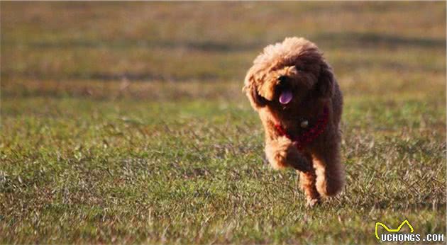 贵宾犬对你这样做，证明你是它最信赖的人