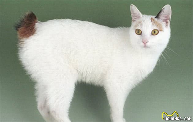 常见猫咪的品种大全，猫咪的外形性格和价格都在这里了