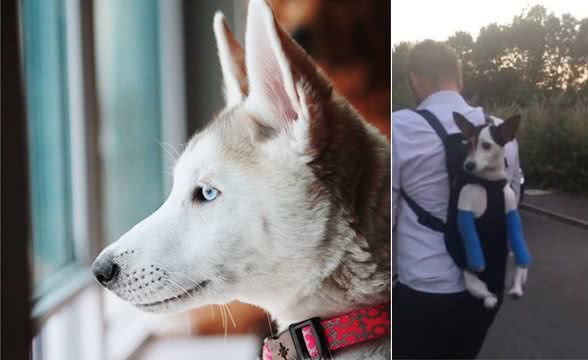 科普|狗子有这些现象，警惕关节炎