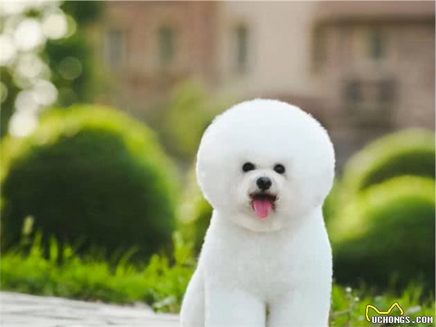 纯种比熊犬和串串比熊犬，谁更好养？