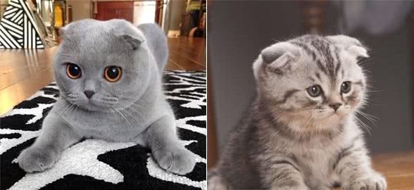 每天送你一只猫，（五）苏格兰折耳猫，温柔粘人的小精灵