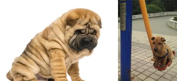沙皮狗居然“MadeinChina”，网友：一直以为是进口犬