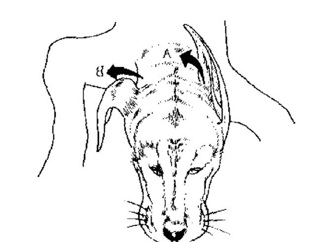 犬耳矫形术（Correctiveearsurgery）