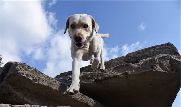 乌克兰搜索犬追踪犬在乌克兰SES机动救援中心的训练过程