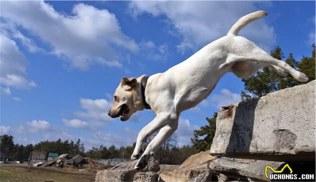 乌克兰搜索犬追踪犬在乌克兰SES机动救援中心的训练过程