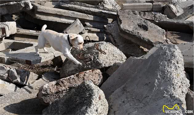 乌克兰搜索犬追踪犬在乌克兰SES机动救援中心的训练过程