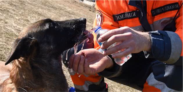 乌克兰搜索犬追踪犬在乌克兰SES机动救援中心的训练过程