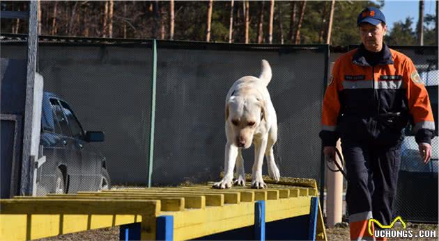 乌克兰搜索犬追踪犬在乌克兰SES机动救援中心的训练过程