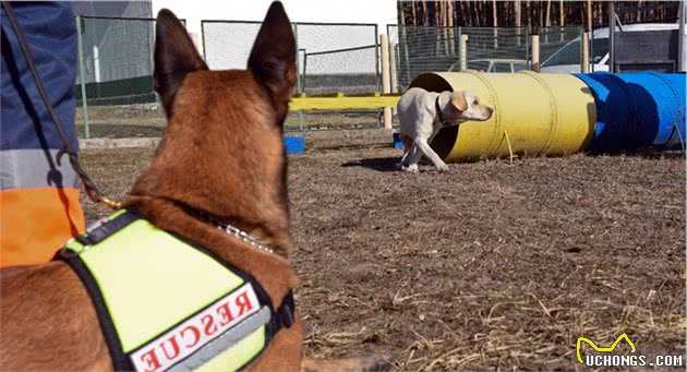 乌克兰搜索犬追踪犬在乌克兰SES机动救援中心的训练过程