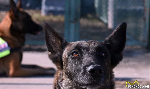 乌克兰搜索犬追踪犬在乌克兰SES机动救援中心的训练过程