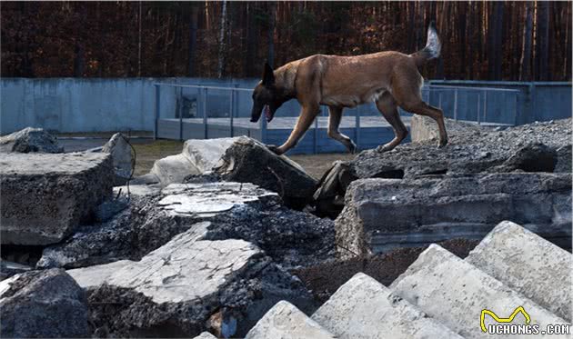 乌克兰搜索犬追踪犬在乌克兰SES机动救援中心的训练过程