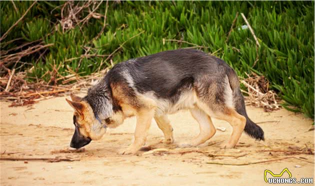 不养德国牧羊犬，你永远不知道这5件事，受益匪浅