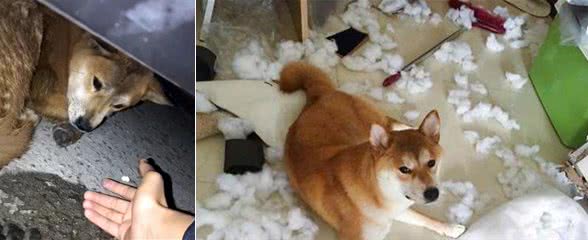 为什么柴犬的“弃养率”比之前高了？这些或许是答案