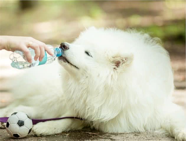 给狗狗喝水，这几种“水”别喂，可能会致命