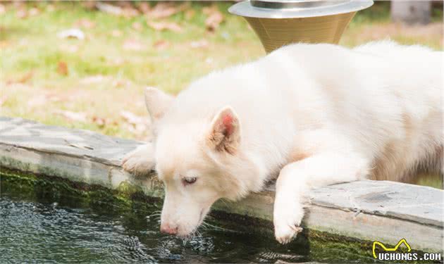 给狗狗喝水，这几种“水”别喂，可能会致命