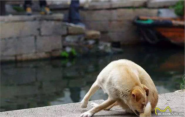 辟谣，为狗断尾无法治疗犬追尾行为，关键需正确缓解爱犬心理负担