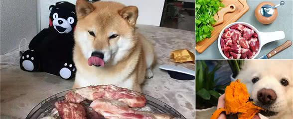 狗狗“最爱”这几种食物，宠主再也不怕狗子没胃口了