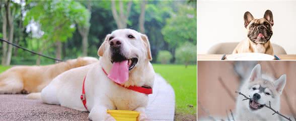狗狗呕吐别大意，这5个常见原因，你需要知道的