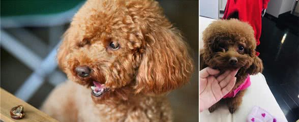 泰迪犬怎样才算“认主”？就看有没有这几个现象